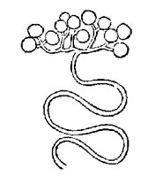 GLAND6.PCX