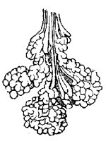 GLAND4.PCX