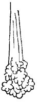 GLAND3.PCX