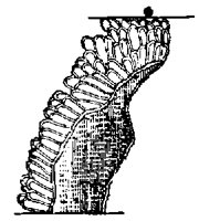GLAND2.PCX