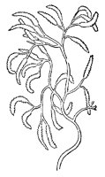 GLAND10.PCX