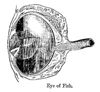 FISHEYE.PCX