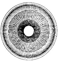 EYE2.PCX