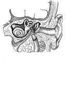 EAR.PCX