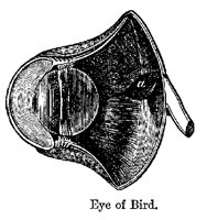 BIRDEYE.PCX