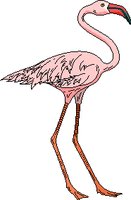 FLAMNGO1.WMF