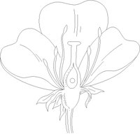 PISTIL.WMF