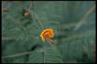 PFLWX187.TIF