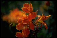 PFLWX182.TIF