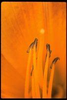 PFLWX176.TIF