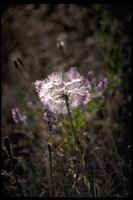 PFLWX154.TIF