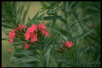 PFLWX144.TIF