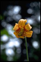 PFLWX139.TIF