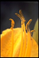 PFLWX132.TIF