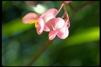 PFLWX117.TIF