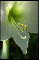 PFLWX115.TIF