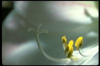 PFLWX113.TIF
