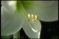 PFLWX112.TIF