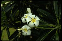 PFLWX109.TIF