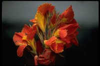 PFLWX098.TIF