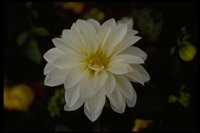 PFLWX097.TIF