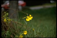 PFLWX095.TIF