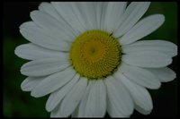 PFLWX090.TIF