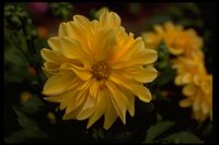 PFLWX088.TIF