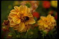 PFLWX087.TIF