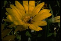 PFLWX086.TIF