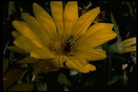 PFLWX085.TIF