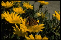 PFLWX084.TIF