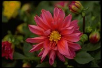 PFLWX083.TIF