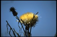 PFLWX078.TIF