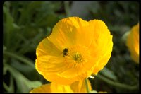 PFLWX073.TIF