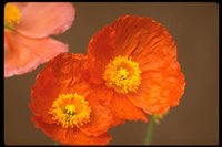 PFLWX068.TIF