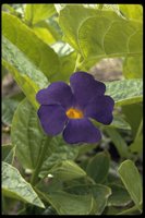 PFLWX067.TIF