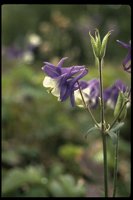 PFLWX066.TIF