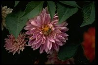 PFLWX062.TIF