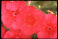 PFLWX058.TIF
