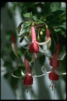 PFLWX057.TIF