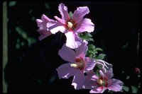 PFLWX056.TIF