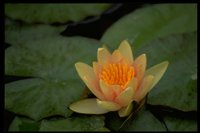 PFLWX055.TIF