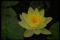 PFLWX054.TIF