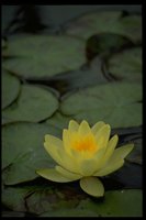 PFLWX053.TIF