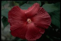 PFLWX049.TIF