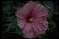 PFLWX048.TIF