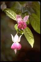 PFLWX047.TIF