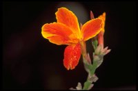 PFLWX046.TIF