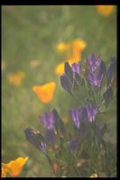 PFLWX042.TIF